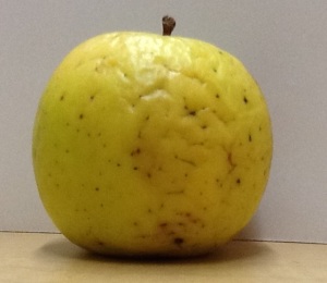 The last apple of the season, stored for 6 weeks, has lost its turgor.  I ate it anyway.  It tasted amazing.