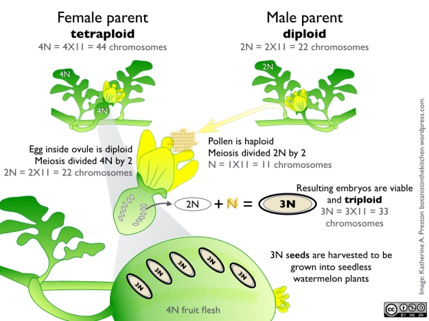 Images of tetraploid female plant and diploid male plant crossed to make triploid embryos