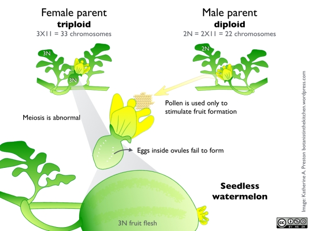 Click to enlarge. Plants that grow from triploid seeds grow normally, but they are sterile. Pollen from a diploid plant is used to stimulate fruit growth, but seeds never develop.