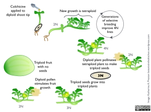 CLICK to enlarge. From top left, moving clockwise, the stages of creating a seedless watermelon. To make a tetraploid line, colchicine is applied to diploid seedlings. Resulting tetraploid growth is allowed to flower and produce seeds. Those seeds are planted and the best versions are selected for several generations to establish a strong tetraploid line. Every year, seed producers fertilize tetraploid plants with pollen from diploid plants to create triploid seeds. Triploid seeds are sold to growers as seedless varieties. These plants must be pollinated by a diploid plant in order to make the fruit we eat.
