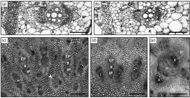 Excerpt from Figure 2 from Savage et al. (2015) of microscope slides of vascular anatomy of C. maxima. From their caption: 