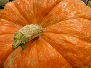 An Atlantic Giant pedicel, the narrow 