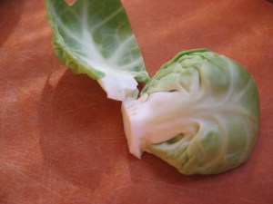 Brassicaceae: Brussels sprout leaves