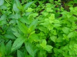 peppermint on the left, lemon balm on the right