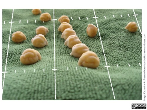 The species name of Cicer arietinum means "ram's head." 