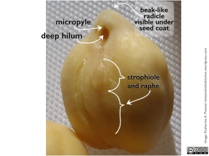 Close up view of a chickpea flashing its hilum. Click to enlarge.