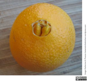 Now that's a pretty navel