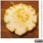 Cross section through the base of a Buddha's hand citron. Click to enlarge.