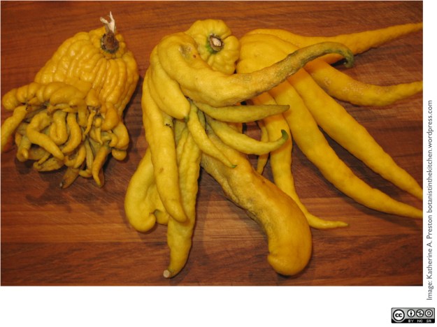 Even fruit from the same tree varies in number of carpels and how many whorled series of carpels develop.