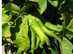 Immature Buddha's hand on the tree