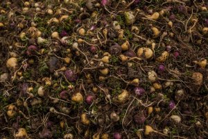 maca harvest in Peru, photo by Meredith Kohut for the New York Times