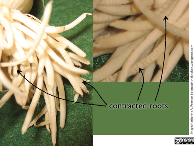 Amaryllidaceae: leek contractile roots