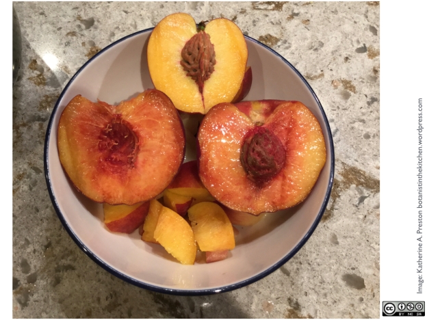 Yellow freestone peaches, one with a bit of anthocyanin in its flesh