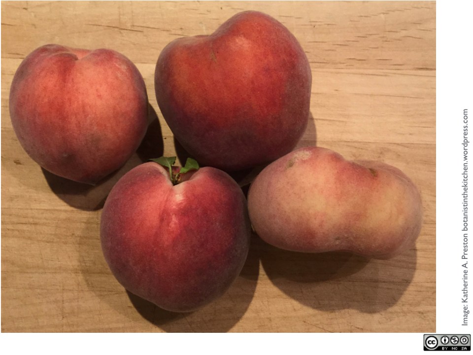 Assortment of peach shapes: three round and a flat (doughnut) peach