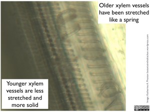 Apiaceae: celery xylem