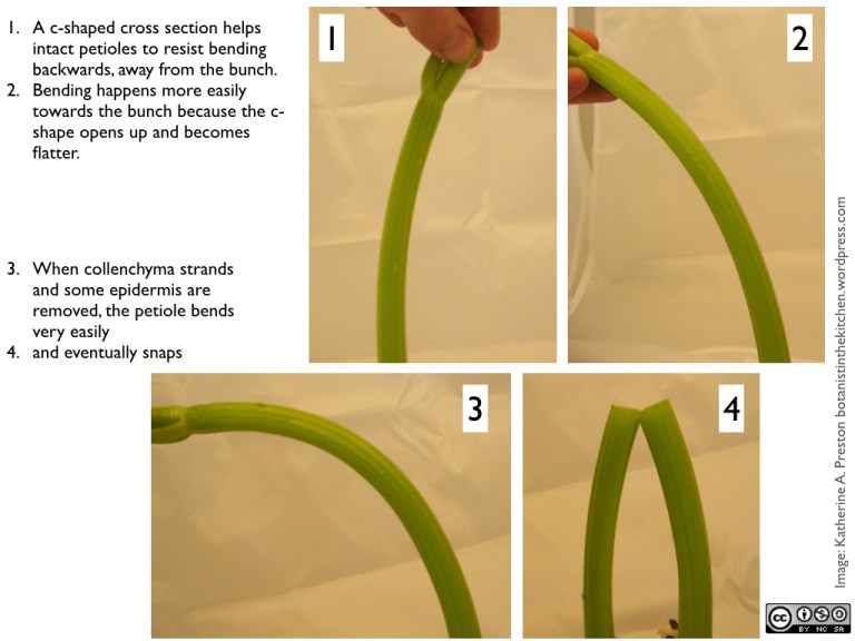 #Celery | The Botanist in the Kitchen