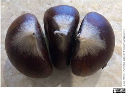 Fagaceae: Castanea sativa triplet