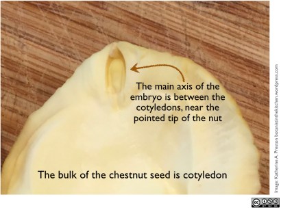 Fagaceae: Castanea sativa embryo