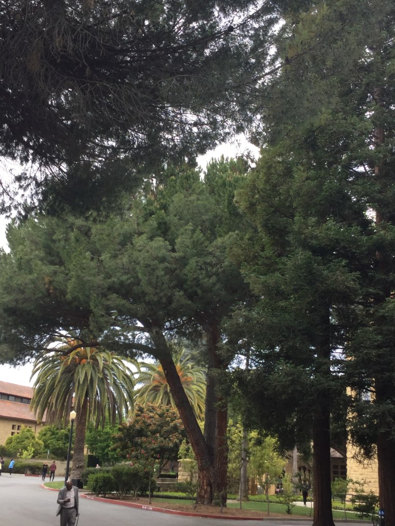 A flat-topped Italian Stone Pine (Pinus pinea) on the Stanford campus
