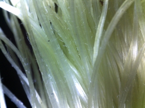 Close up of corn silk, showing pollen-catching hairs