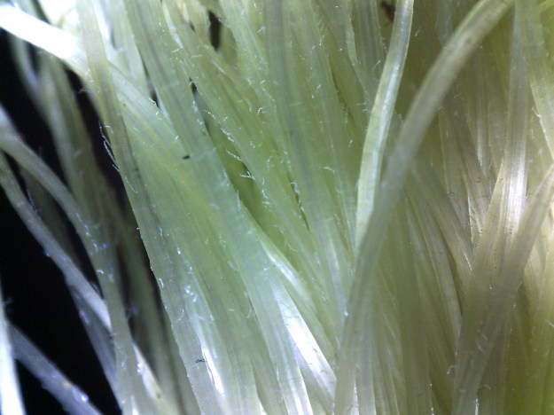 The Botanist in the Kitchen | where botany meets the cutting board