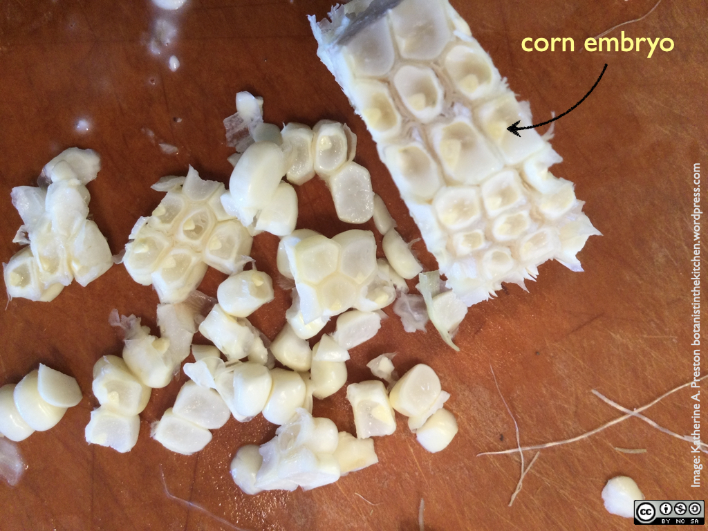 kernels cut from a cob to show embryo