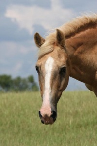 photo of the horse Rocky Top. Credit Sara Baggett Preston
